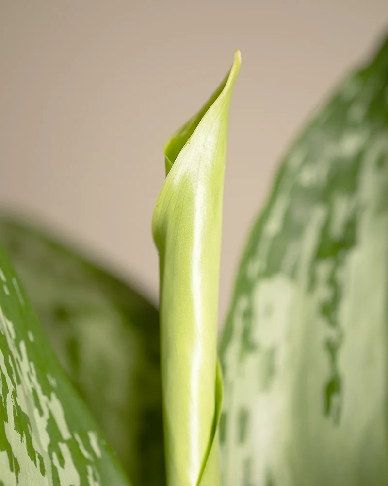 Aglaonema greenlight