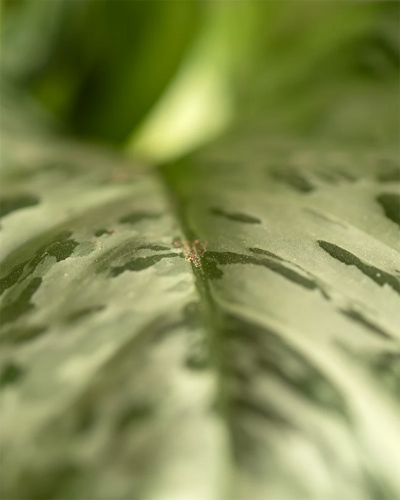 Aglaonema greenlight