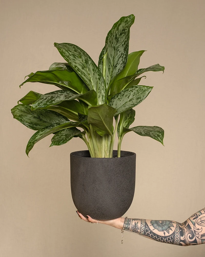 Aglaonema greenlight