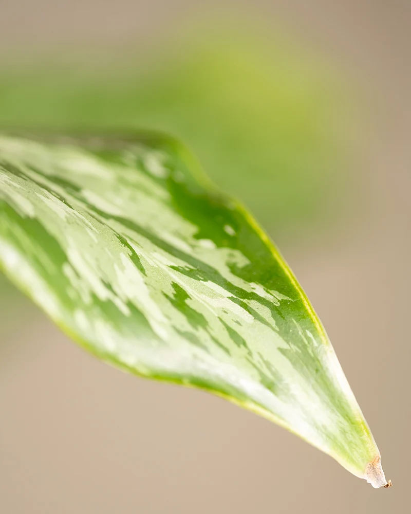 Aglaonema greenlight