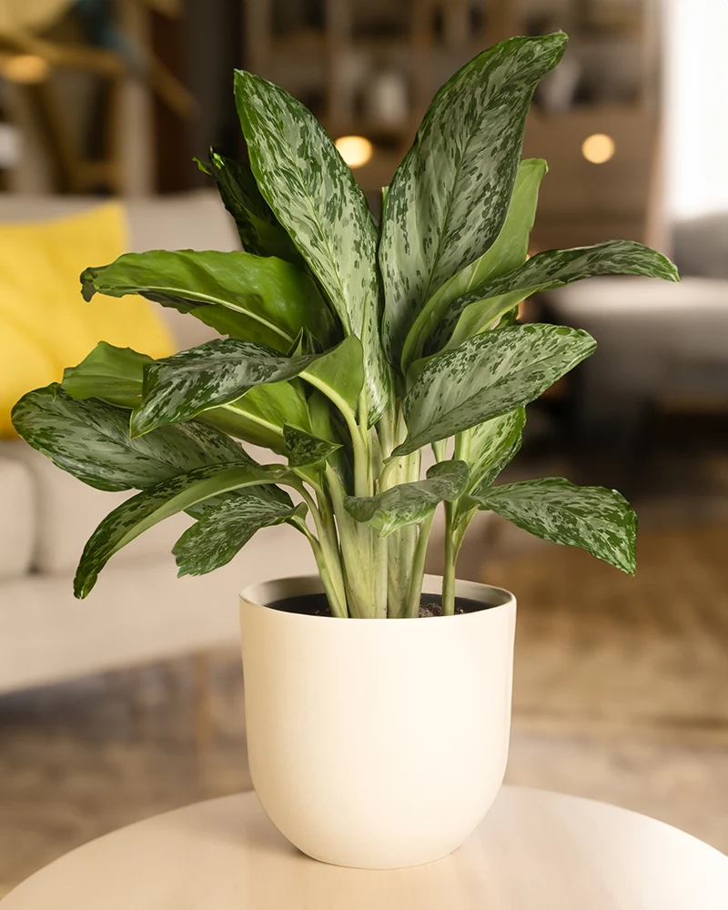 Aglaonema greenlight