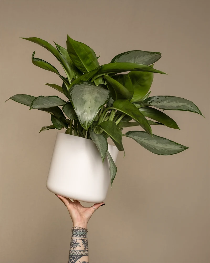 Aglaonema Silverado