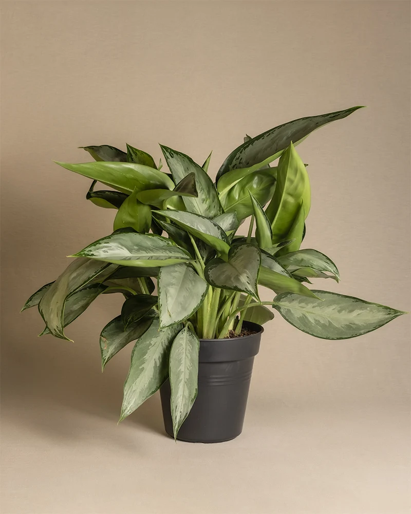 Aglaonema Silverado