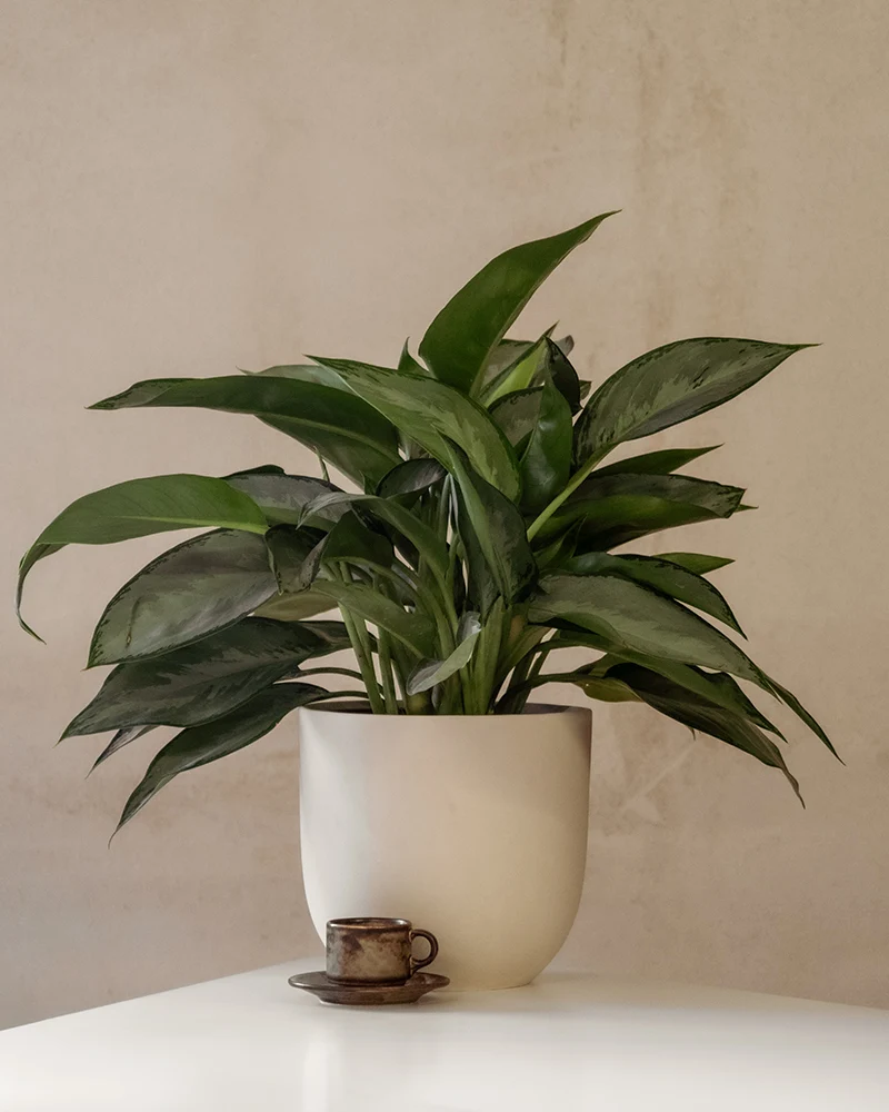 Aglaonema Silverado