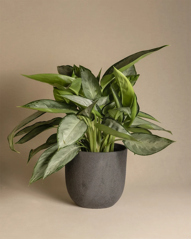 Aglaonema Silverado