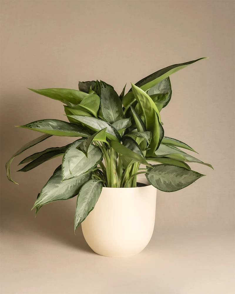 Aglaonema Silverado