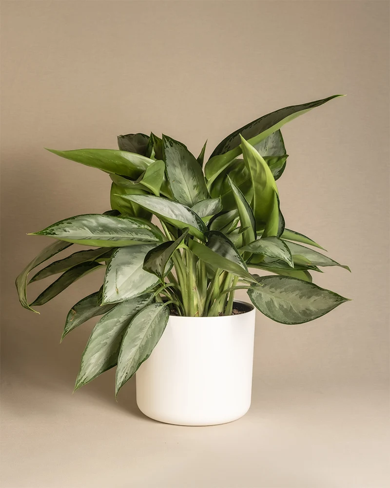 Aglaonema Silverado