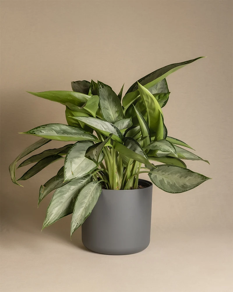Aglaonema Silverado