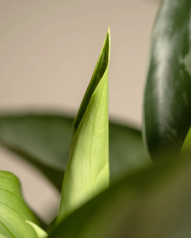 Aglaonema Silverado