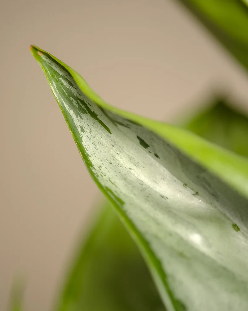 Aglaonema Silverado