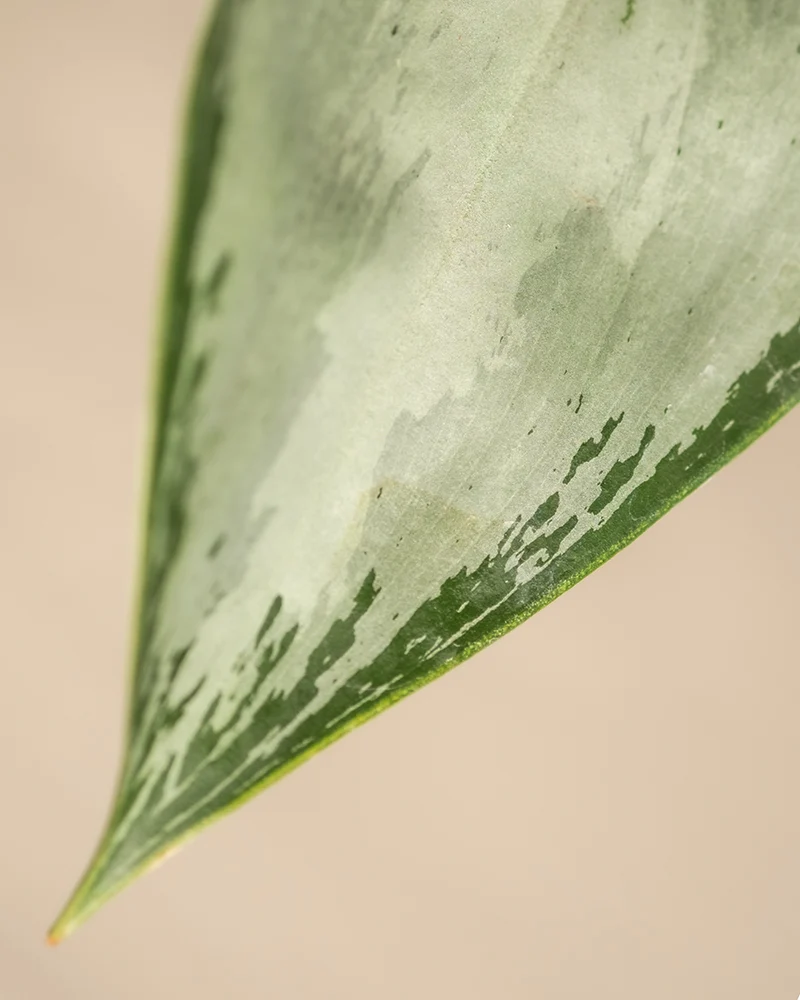 Aglaonema Silverado