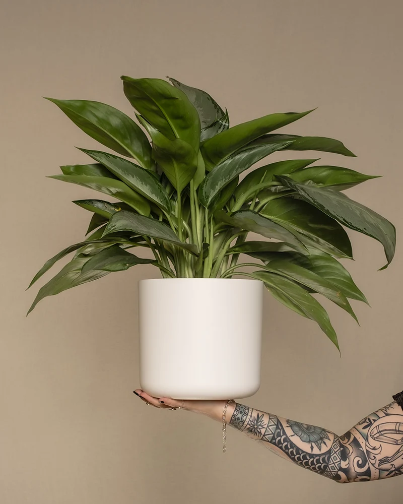 Aglaonema Silverado