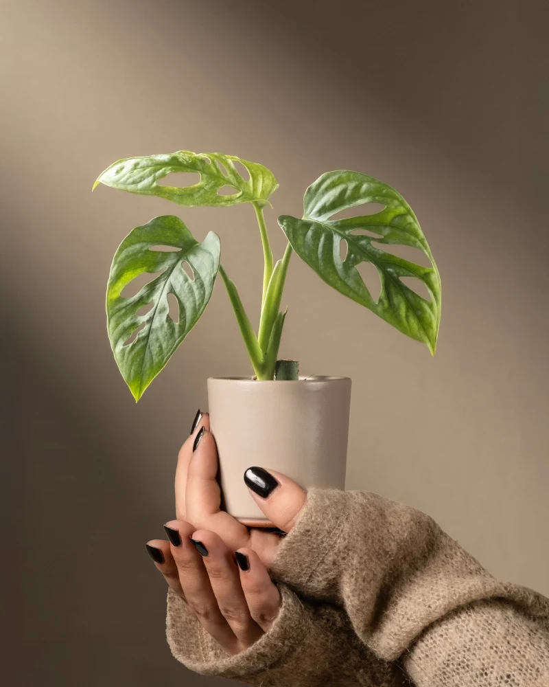Monstera adansonii 'Mint' Babypflanze