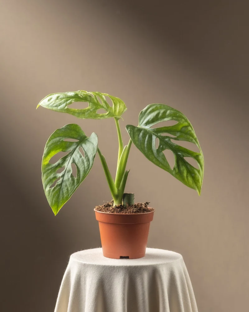 Monstera adansonii 'Mint' Babypflanze