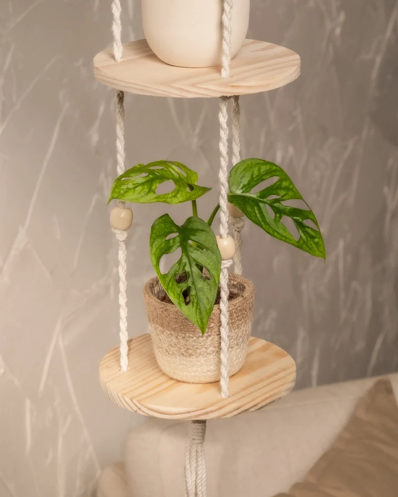 Monstera adansonii 'Mint' Babypflanze