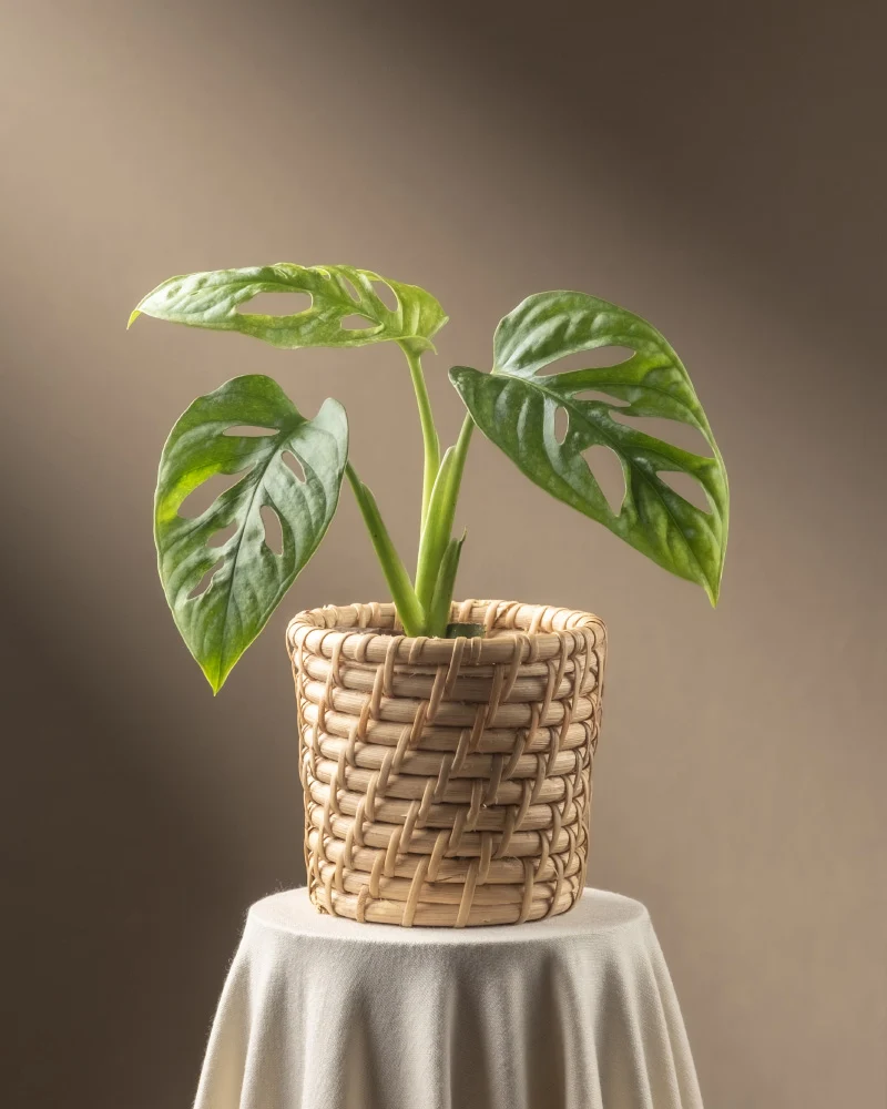 Monstera adansonii 'Mint' Babypflanze