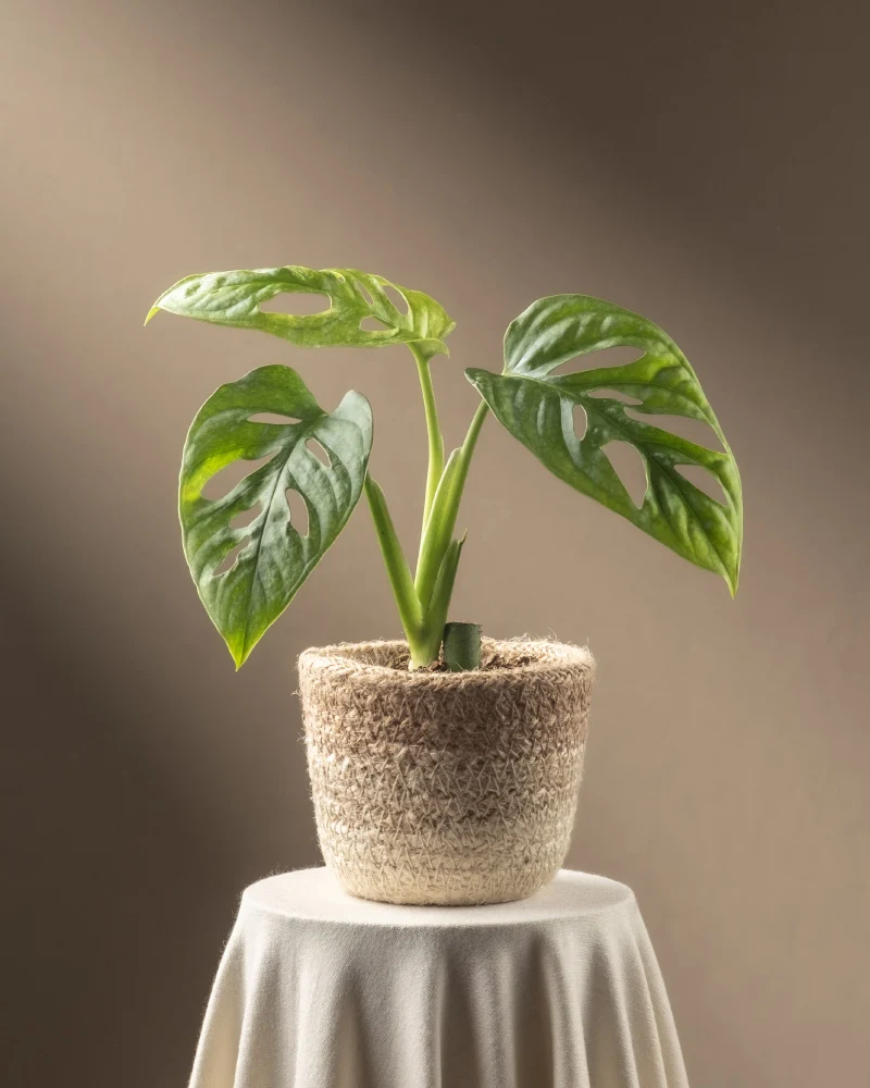 Monstera adansonii 'Mint' Babypflanze