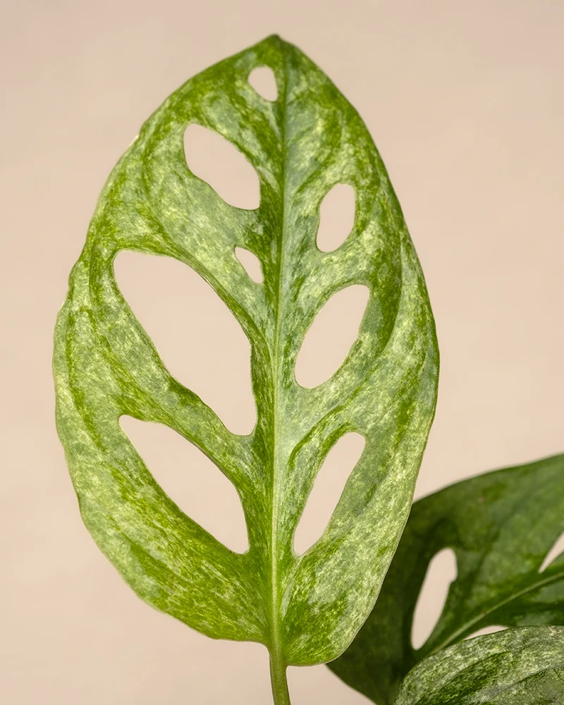 Monstera adansonii 'Mint' Babypflanze