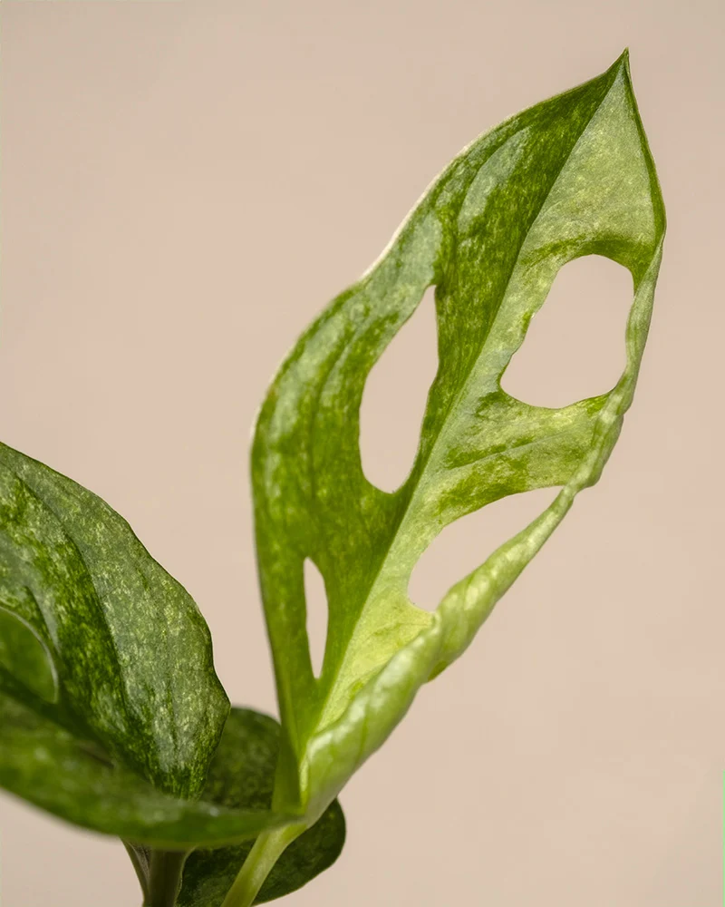 Monstera adansonii 'Mint' Babypflanze