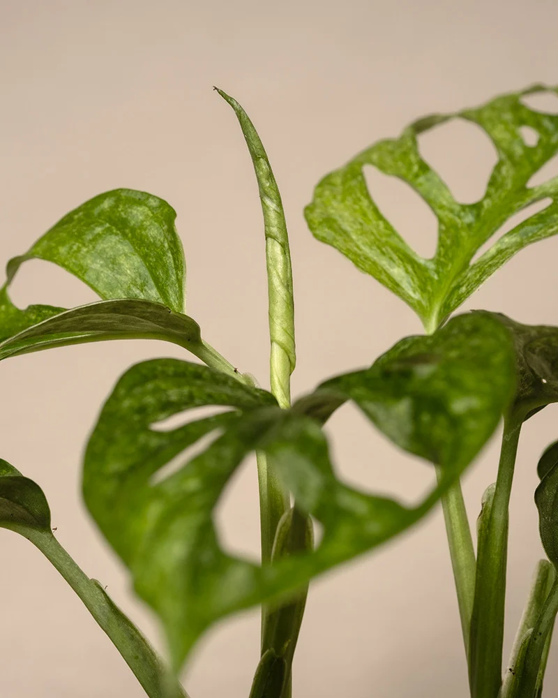 Monstera adansonii 'Mint' Babypflanze
