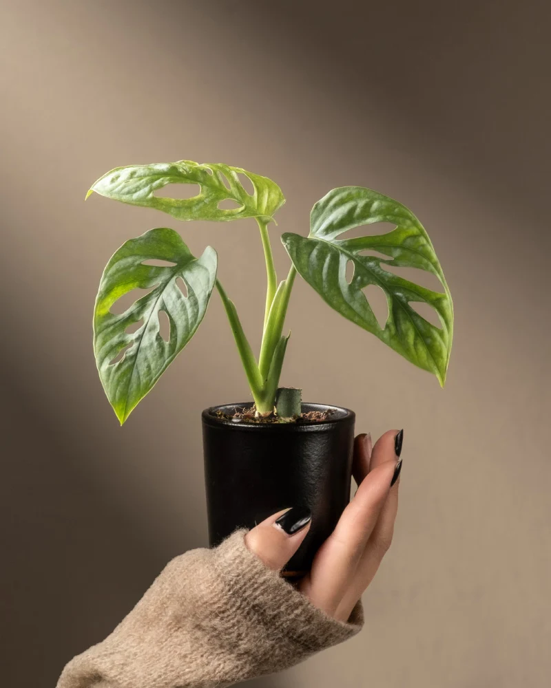 Monstera adansonii 'Mint' Babypflanze