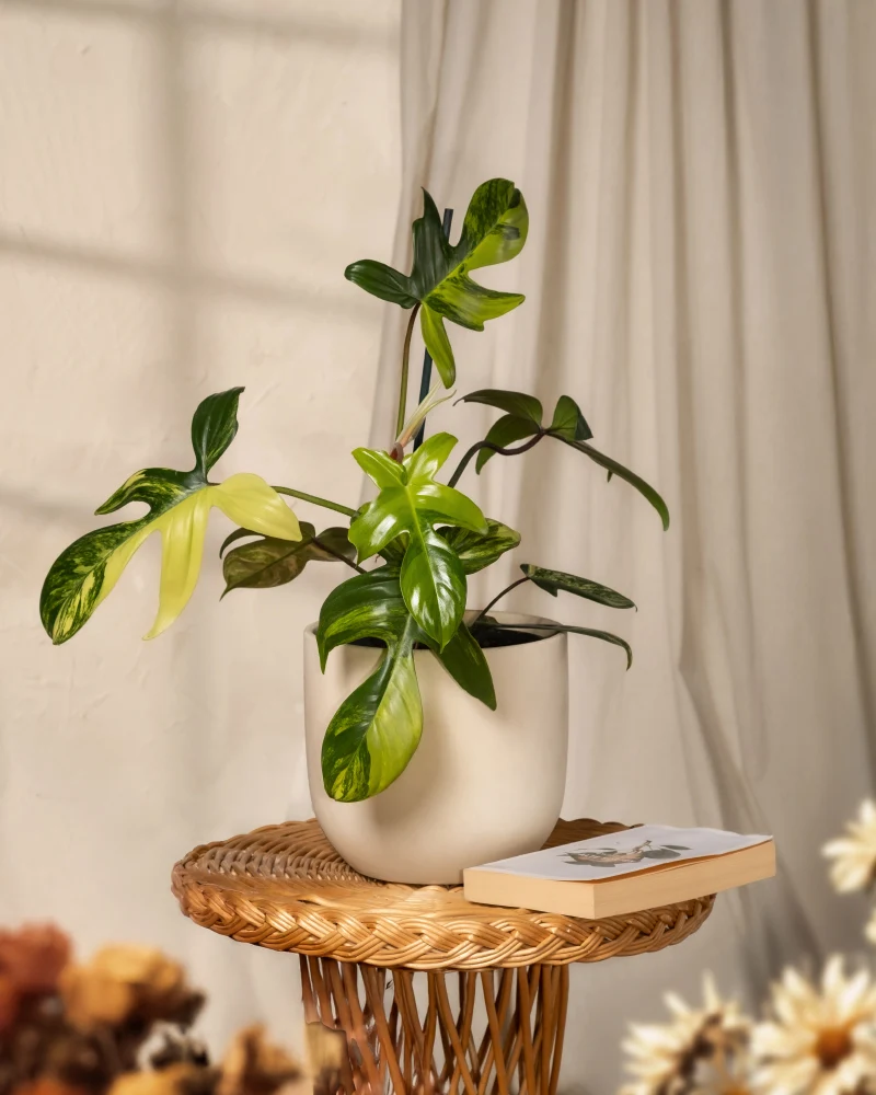 Philodendron 'Florida Beauty'