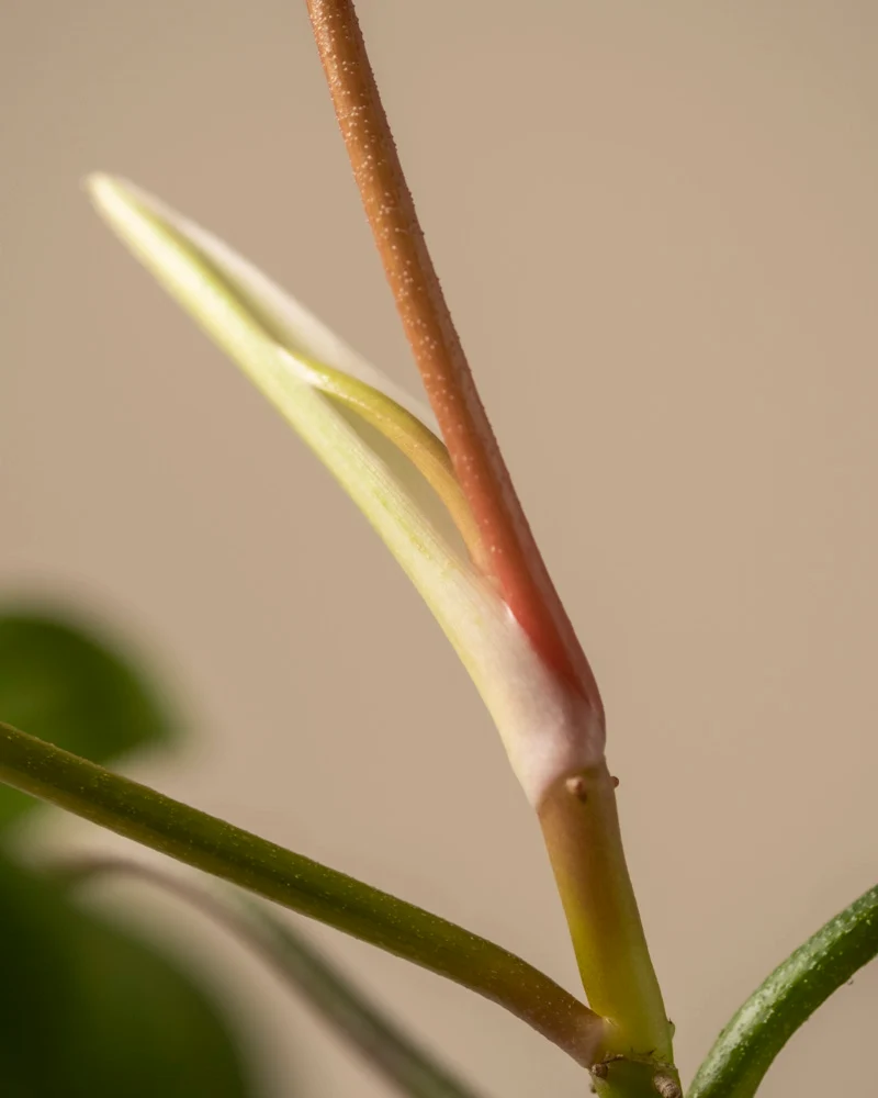Philodendron 'Florida Beauty'