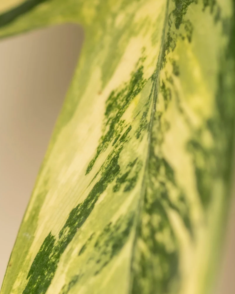 Philodendron 'Florida Beauty'