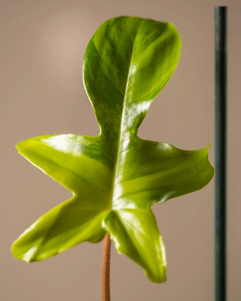 Philodendron 'Florida Beauty'
