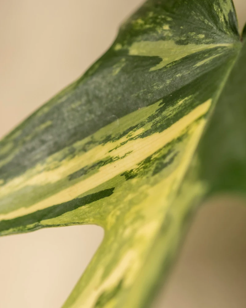 Philodendron 'Florida Beauty'