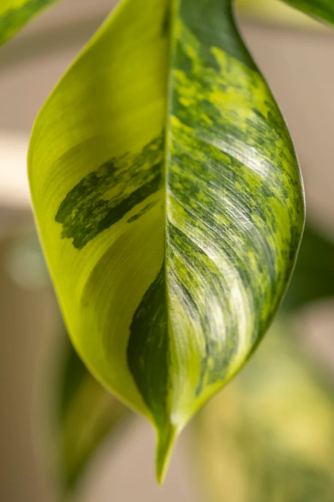 Philodendron 'Florida Beauty'