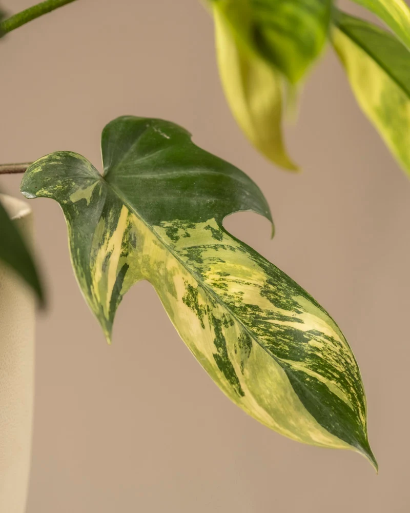 Philodendron 'Florida Beauty'