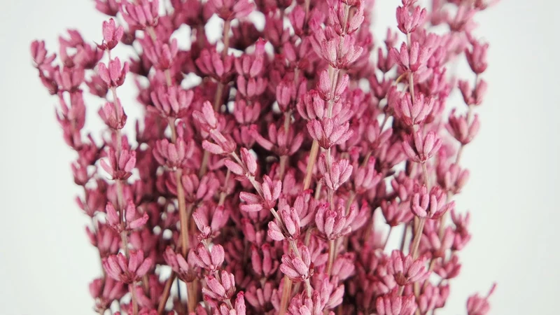 Stabilisierter Lavendel - 1 Bund - Dunkelrosa