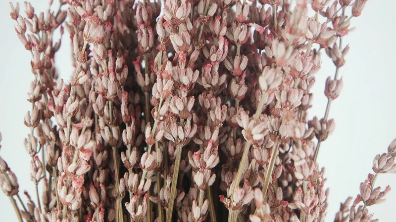 Stabilisierter Lavendel - 1 Bund - Hellrosa
