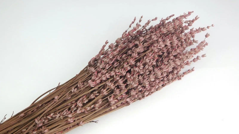 Stabilisierter Lavendel - 1 Bund - Hellrosa
