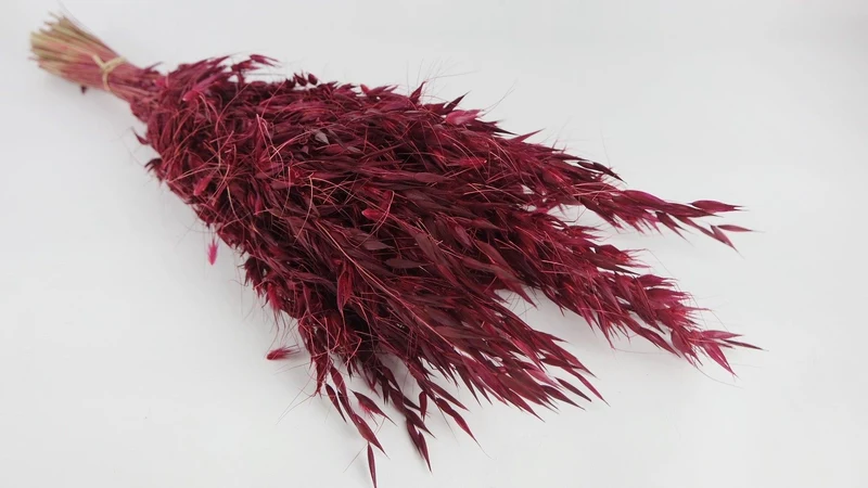 Wild Hafer getrocknet - 1 Bund - Berry