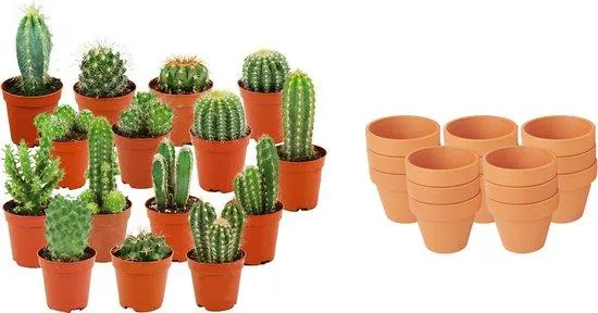 Mini Kakteen Mix - 15 Stück - Ø 8,1 cm - Höhe: 5-10 cm - Terrakottatöpfe