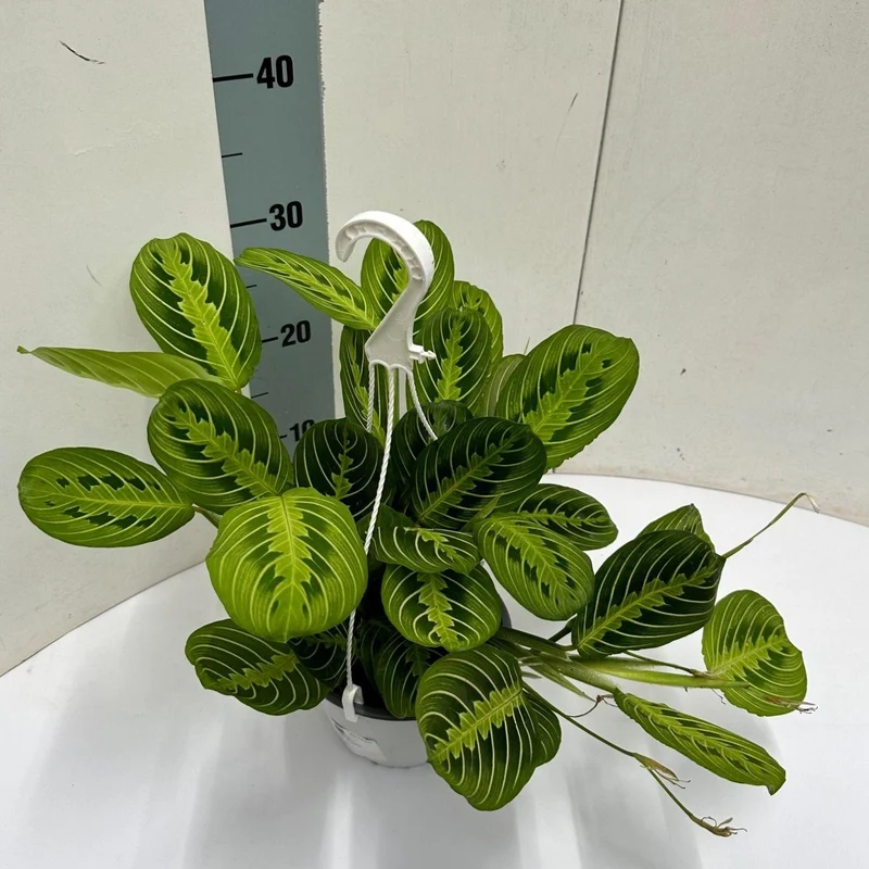 Maranta Leuconeura 'Fascinator' Lemon Lime Hangpot - Ø15cm - ↕40cm