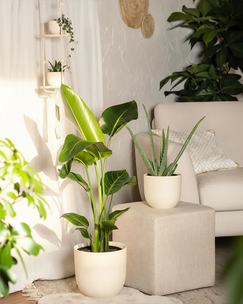 Pflanzen-Set für viel Licht