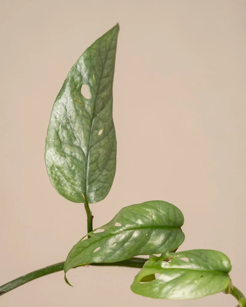 Epipremnum pinnatum 'Cebu Blue'