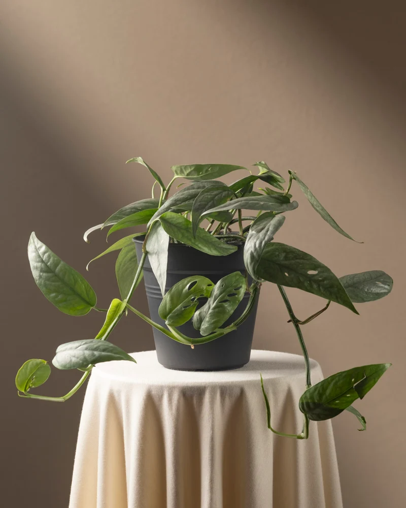 Epipremnum pinnatum 'Cebu Blue'