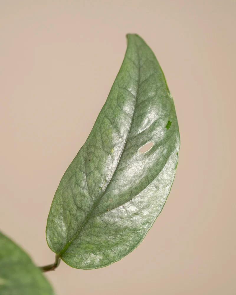 Epipremnum pinnatum 'Cebu Blue'