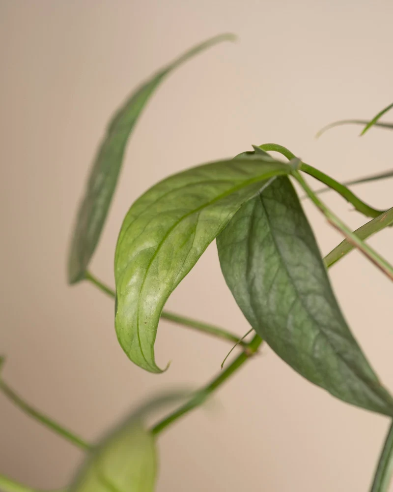 Epipremnum pinnatum 'Cebu Blue'