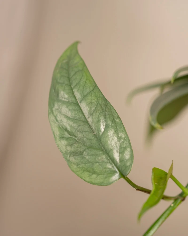 Epipremnum pinnatum 'Cebu Blue'
