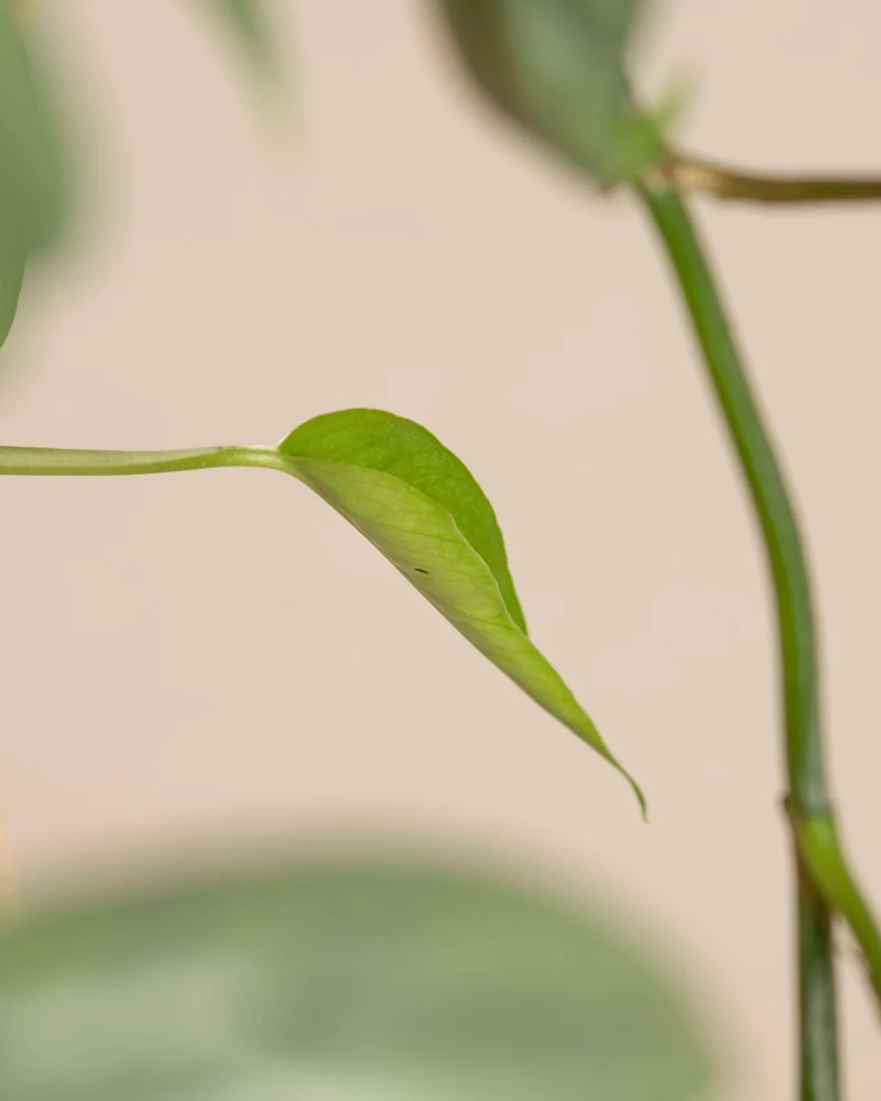 Epipremnum pinnatum 'Cebu Blue'
