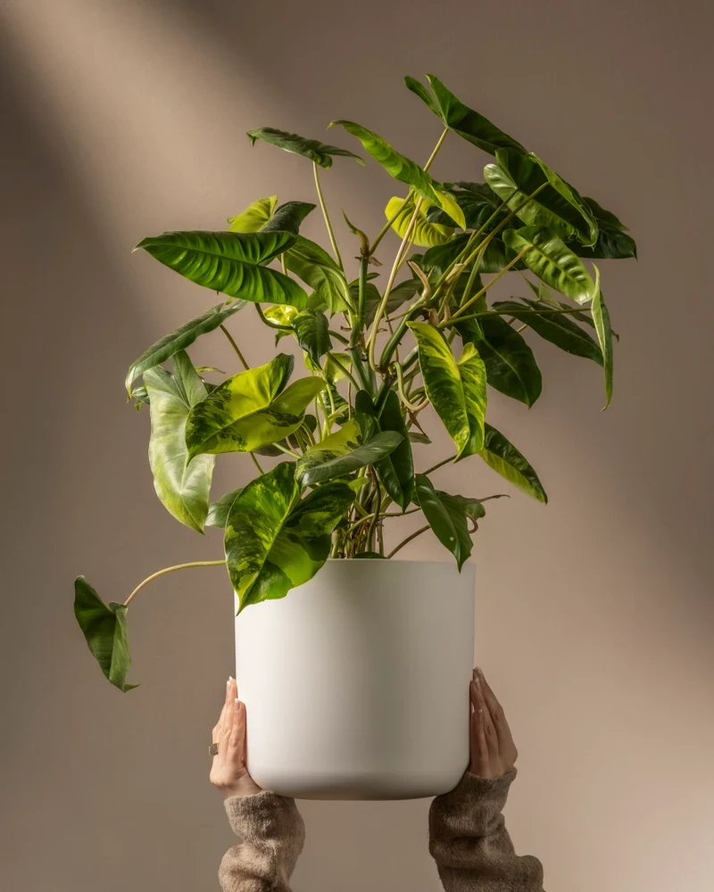 Philodendron burle marx variegata