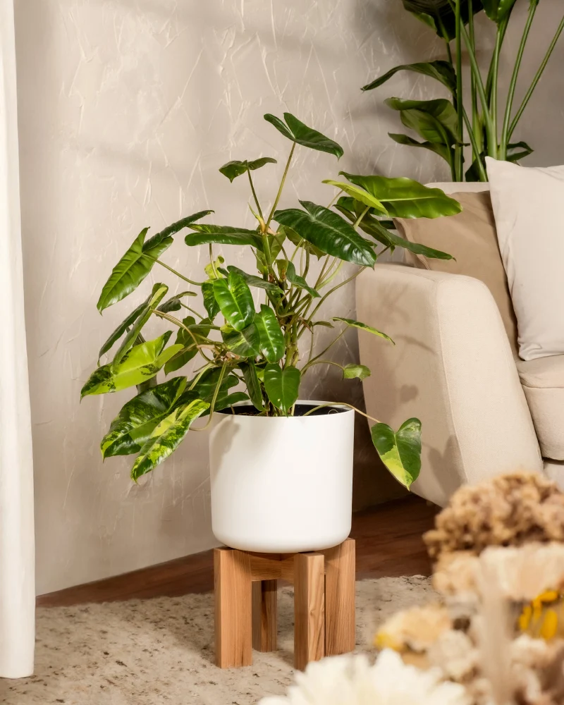 Philodendron burle marx variegata