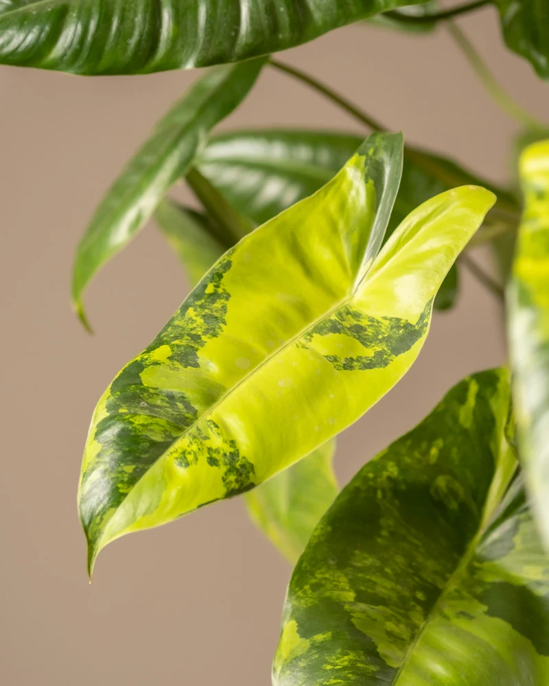 Philodendron burle marx variegata