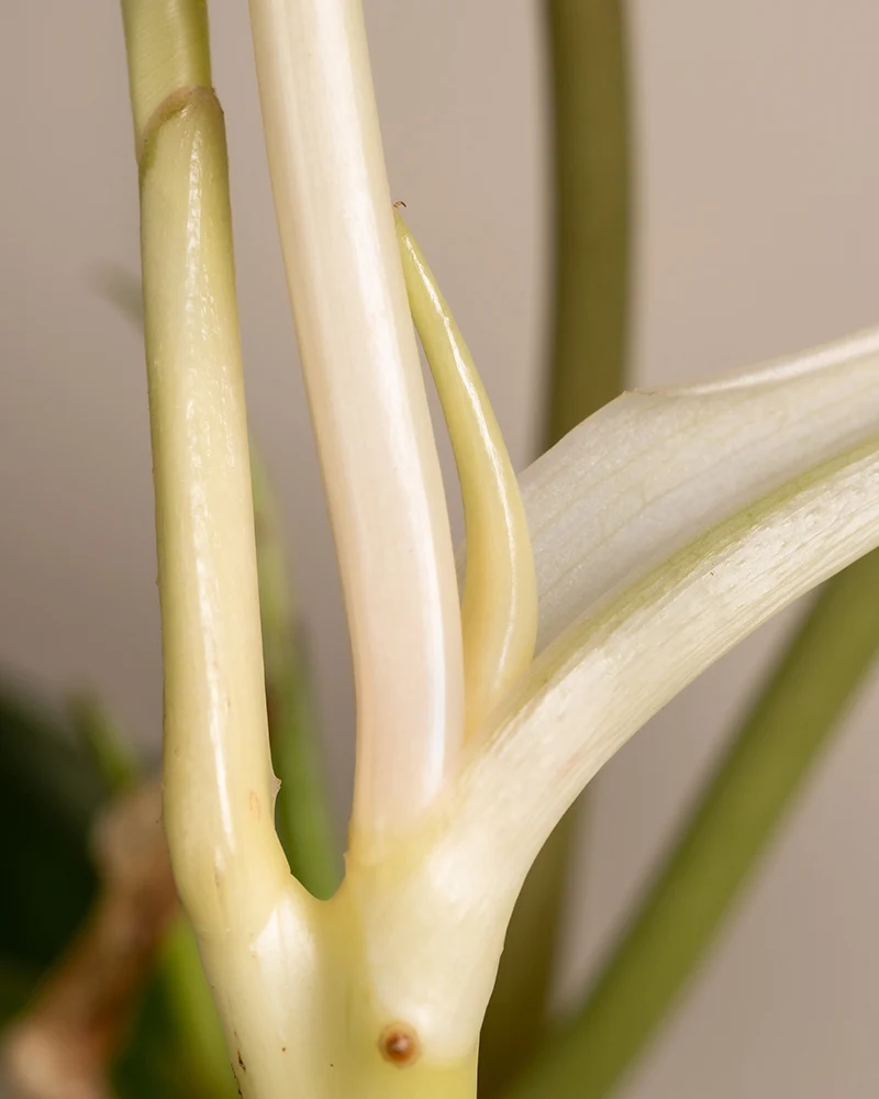 Philodendron burle marx variegata