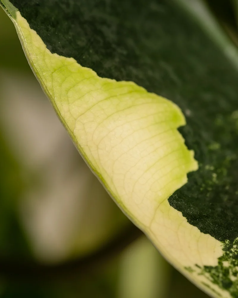 Philodendron burle marx variegata